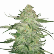 MSNL Fat Bastard Feminized Marijuana Seeds