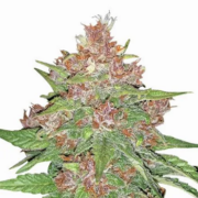 MSNL Forbidden Runtz Autoflowering Cannabis Seeds