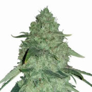Permanent Marker Autoflower Cannabis Seeds MSNL Discount Code