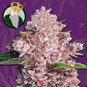 Poison Berry Strain Autoflowering Marijuana Seeds Crop King Seeds Discount Code