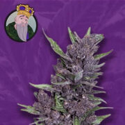 Purple Kush Autoflower Marijuana Seeds Crop King Seeds Discount Code