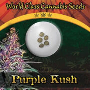 Purple Kush Feminized Marijuana Seeds Crop King Seeds Promo Code