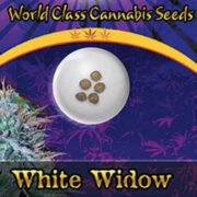 White Widow Strain Autoflowering Marijuana Seeds Crop King Seeds Promo Code