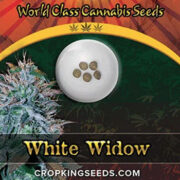 White Widow strain Feminized Marijuana Seeds Crop King Seeds Coupon Code