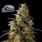 Alaskan Diesel Auto Feminized Seeds Seedsman Promo Code