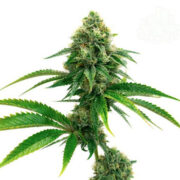 Amnesia Lemon Cannabis Seeds Seed City Discount Code