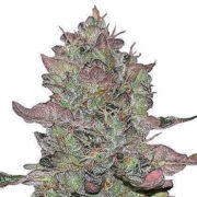 Animal Mints Feminized Seeds MSNL Discount Code