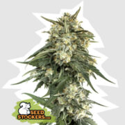 BCN Critical XXL FAST Feminised Seeds The Vault Seeds Promo Code