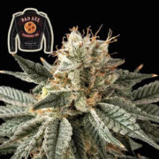 Badazz Cookies OG Feminized Seeds Seedsman Promo Code