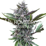 Black Cat Kush Feminized Cannabis Seeds Homegrown Cannabis Co Discount Code