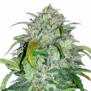 Bubba Kush Feminized Seeds MSNL Discount Code