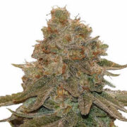 Cali Kush Feminized Seeds MSNL Promo Code