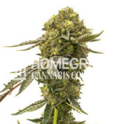 Cinderella 99 Fast Version Cannabis Seeds Homegrown Cannabis Co Discount Code