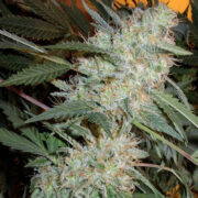 Critical Mass Automatic Seeds Weed Seed Shop Promo Code