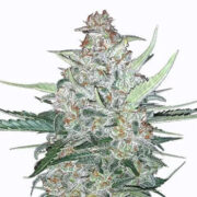 Do Si Dos Autoflower Seeds MSNL Coupon Code