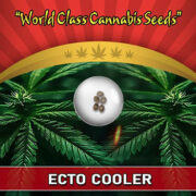 Ecto Cooler Strain Feminized Marijuana Seeds Crop King Seeds Promo Code