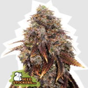 Gelato 41 Feminised Seeds The Vault Seeds Coupon Code