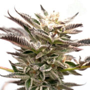 Grape Ape Cannabis Seeds Seed City Coupon Code