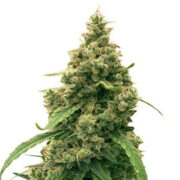 Harle-Tsu Feminized CBD Seeds MSNL Coupon Code