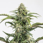 Harlequin CBD Feminised Seeds The Vault Seeds Discount Code