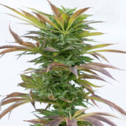 Hellfire OG Cannabis Seeds Seed City Promo Code