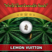 Lemon Vuitton Strain Feminized Marijuana Seeds Crop King Seeds Discount Code