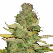 Maui Wowie Feminized Seeds ILGM Discount Code