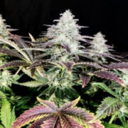 Mimosa Feminised Seeds The Vault Seeds Promo Code