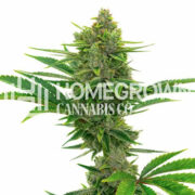 Pine Autoflower Cannabis Seeds Homegrown Cannabis Co Discount Code