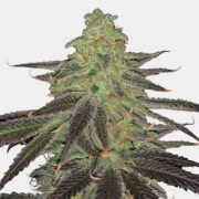 Platinum OG Feminized Cannabis Seeds MSNL Promo Code