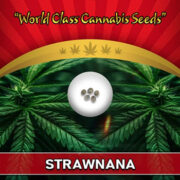 Strawnana Strain Feminized Marijuana Seeds Crop King Seeds Discount Code