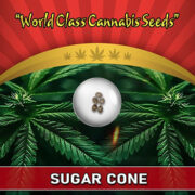 Sugar Cone Strain Feminized Marijuana Seeds Crop King Seeds Promo Code