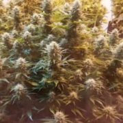 Super Kush Feminised Seeds The Vault Seeds Promo Code