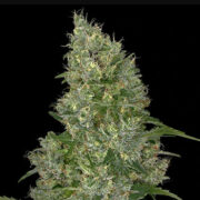 Swiss Miss Regular Seeds Weed Seed Shop Promo Code