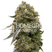 Wedding Cake Feminized Cannabis Seeds Homegrown Cannabis Co Discount Code