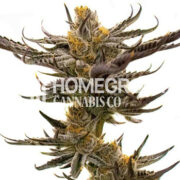 White Russian Fast Version Cannabis Seeds Homegrown Cannabis Co Discount Code