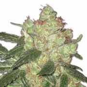 AK-47 Seeds MSNL Promo Code