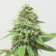 Acapulco Gold Feminized Seeds GCS Coupon Code