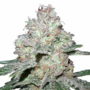 Amnesia Fast Flowering Feminized Seeds MSNL Promo Code