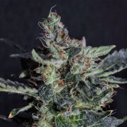 Biscotti Feminized Seeds GCS Promo Code