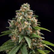 Blueberry Headband Feminized Seeds GCS Coupon Code