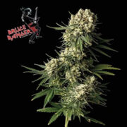 Bruce Banger Feminized Seeds Seedsman Coupon Code