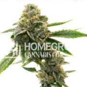 CBD White Widow Autoflower Cannabis Seeds Homegrown Cannabis Co Promo Code