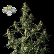 CBG Relief Auto Feminized Seeds Seedsman Discount Code