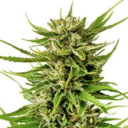 Ghost OG Autoflower Seeds GCS Coupon Code