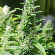 Grapefruit Kush Feminized Seeds GCS Promo Code