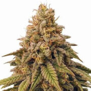 Grease Monkey Feminized Seeds MSNL Promo Code