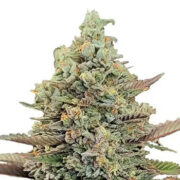 Kush Mints Feminized Seeds MSNL Promo Code