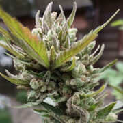 Mimosa Feminized Seeds GCS Promo Code