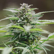 Peanut Butter Breath Autoflower Seeds GCS Promo Code